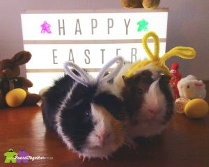 Easter Guinea Pigs 2017