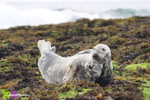 Seals in Farne Islands