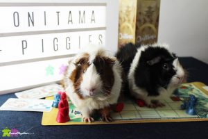 Guinea Pigs with boardgame Onitama